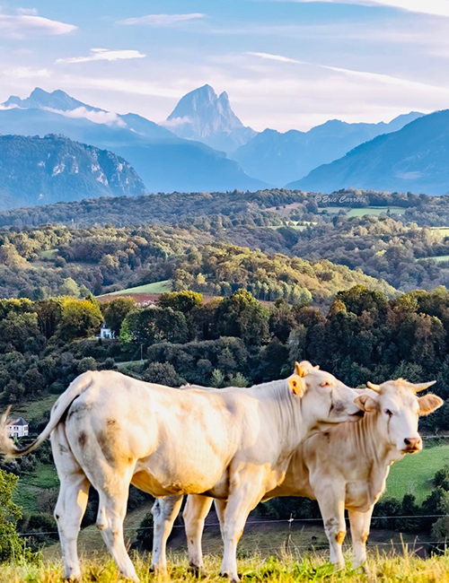 Pyrénées - Altantiques